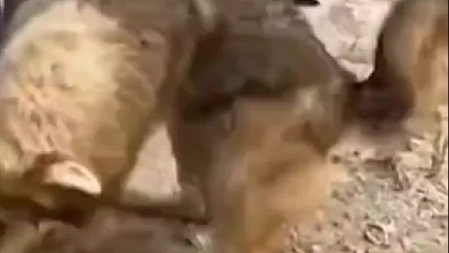 鹰捉狼居然有如此妙招