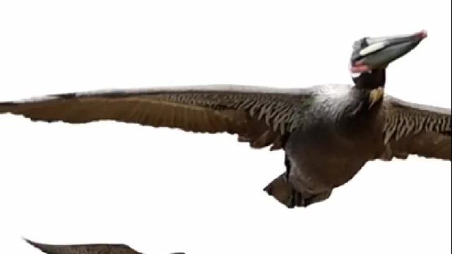 游隼狩猎鹈鹕不愧是空中战斗机