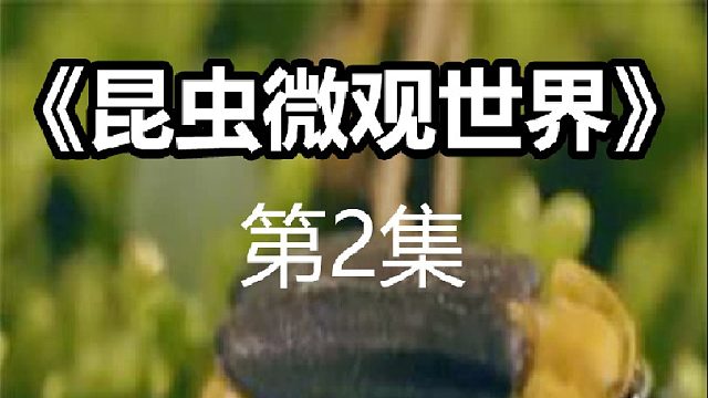 萤火虫幼时凶残食肉，毒素极高专吃蜗牛，成年才食素第2集
