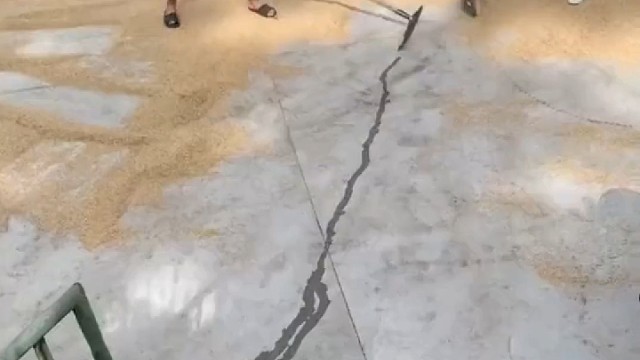 主人晒粮食差点被狗子坏事大黄：我真憋不住了