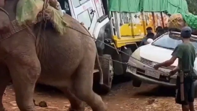 汽车陷入坑中，大象用力拉车，心疼大象，请善待它们