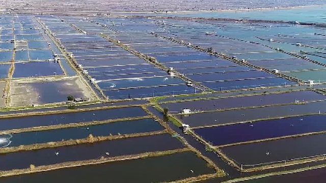 好赞广东—《向海而兴》