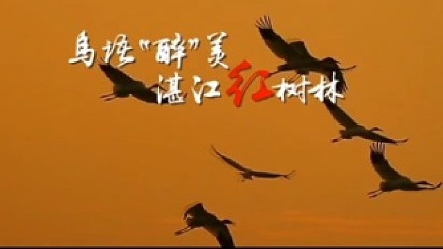 好赞广东—《鸟语醉美湛江红树林》
