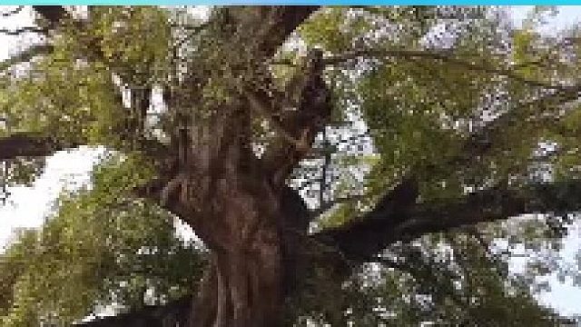 好赞广东—《依托粤赣古驿道，发展全域旅游》