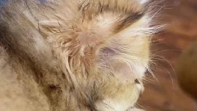 喵喵队最后一位成员已就位