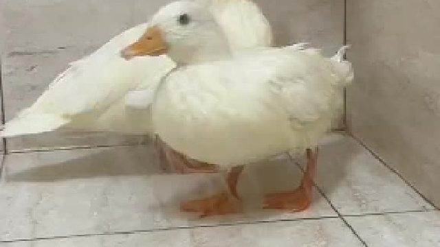 好养活：把你们豆沙咯