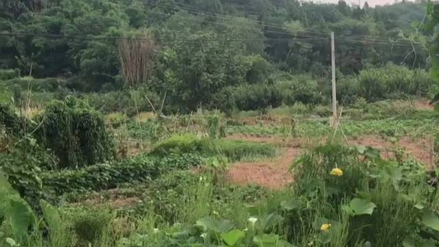 真正的梦想为何物