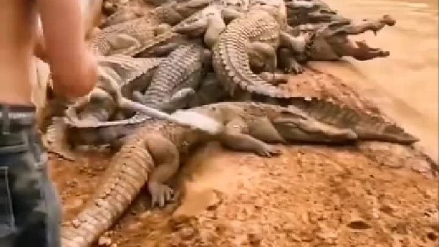 第一条是不是冬眠了