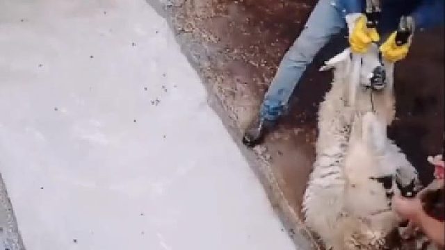 搞不懂，为啥要把羊反身放到池子里