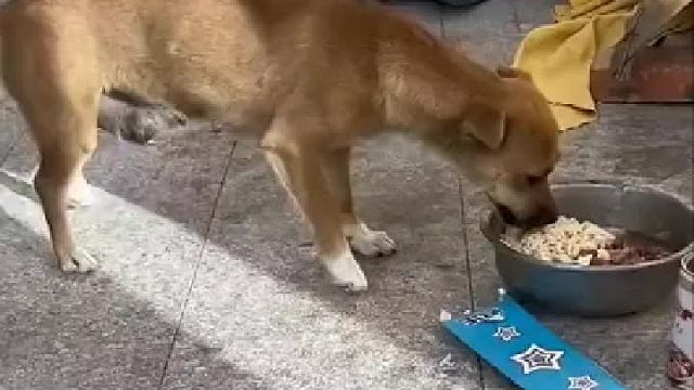 狗子蒙了没反应过来[不看]