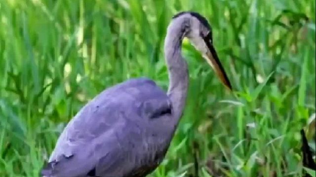 蛤蟆：扎心了，老铁