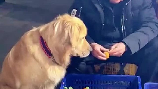 金毛想吃砂糖橘让老板给它剥，等的时候生怕主人走了连连回头！