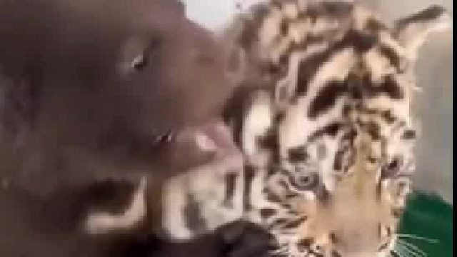 老虎打的过熊吗？？