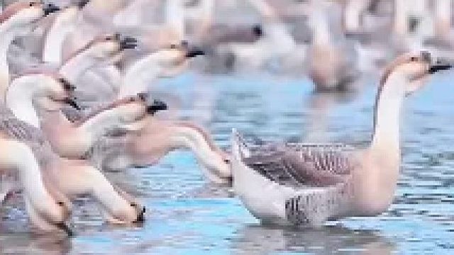 好赞广东—《返乡养殖潮汕狮头鹅—记录美丽乡村》