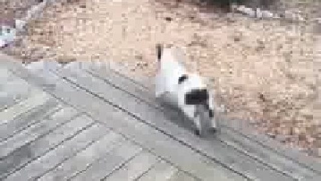 把羊吓出羊癫疯了