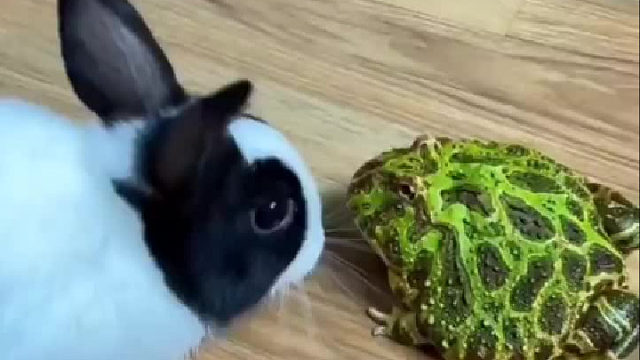 好奇也会害死兔子呀