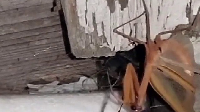 黑寡妇蜘蛛捕食螳螂却被反杀