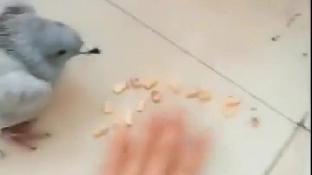 这鸽子真有骨气