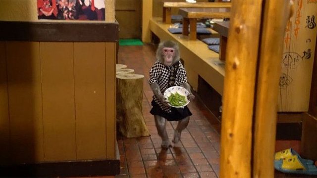 日本餐馆雇猴子当服务员，给客人端菜仅剩一个盘！看完笑岔气了