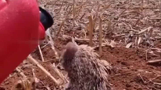 我长这么大，第一次看到这种动物谁能说出他的名字？