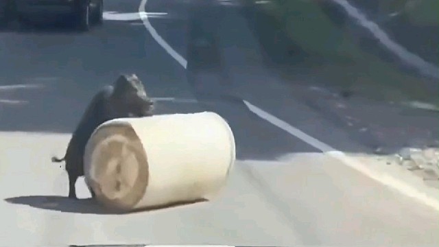 公路上有东西挡路，热心猪猪上前挪开了阻拦物