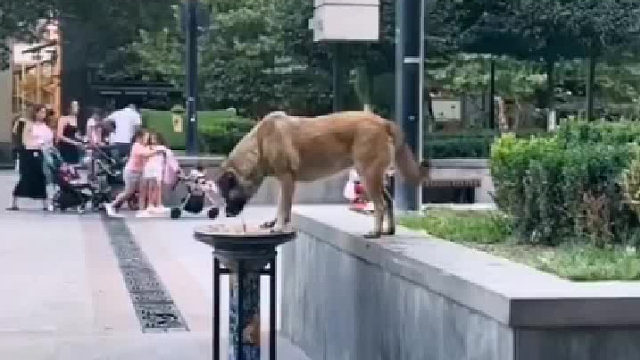 一个有温度的城市为猫狗安装的专属饮水机