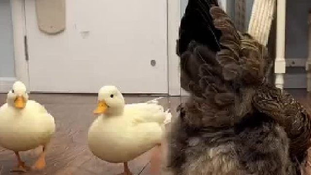 胜男：花花世界迷人眼没有实力别赛脸