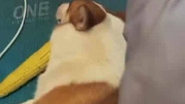 狗子抱着玉米睡觉，主人问它要玉米，马上清醒并翻脸