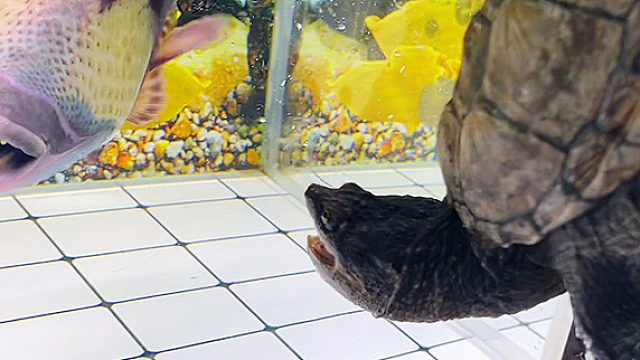 鳄龟二进攻啦！结果出人意料