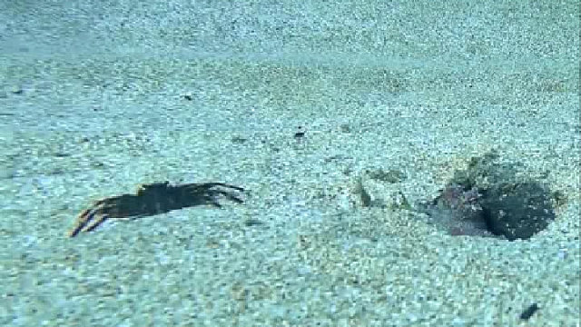 螃蟹看到章鱼吓了一大跳，章鱼最后有没有抓到螃蟹呢？