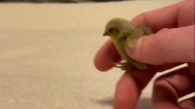 又鸟还是幼鸟？