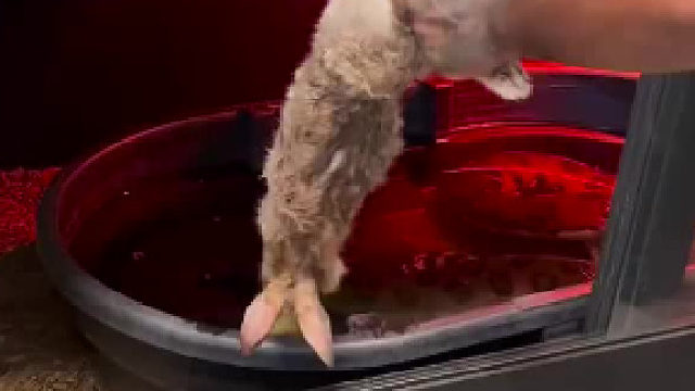 蟒蛇捕食，缠住就不会松开了……