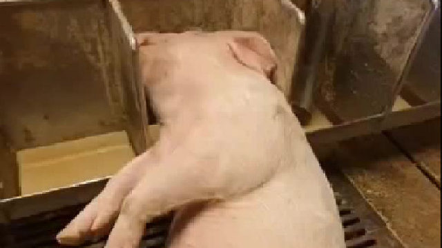 终于知道什么叫睡的像猪一样