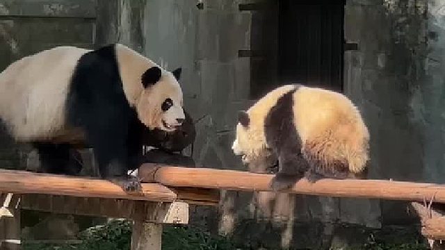 渝可挑衅妈妈，还给了妈妈一刮子，这下二顺妈妈让它的童年完整了