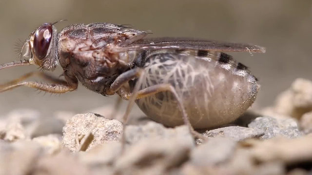 舌蝇——靠吸食血液为生，一次只产下一只幼虫