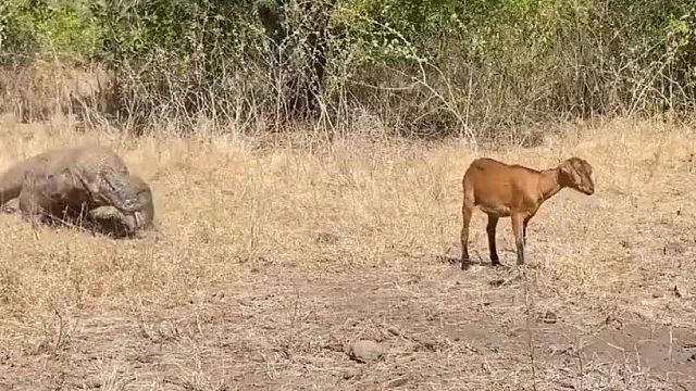 科莫多巨蜥活吞山羊幼崽在肚子里叫。。。