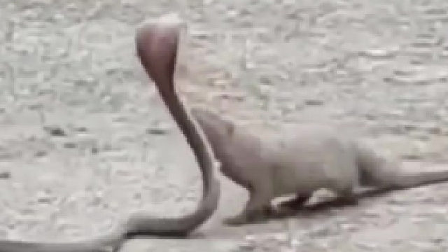 平头哥有霸体但这货直接免疫！