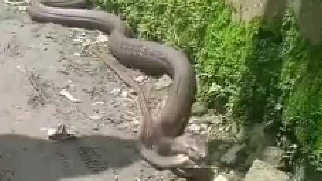 大蛇吃小蛇，还一口吃两