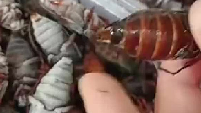 山水牛现在野生的都没了吧？