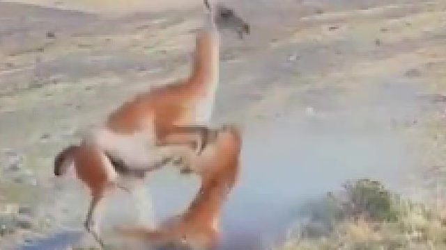 谁遥控的这个鹿啊？空格都敲烂了