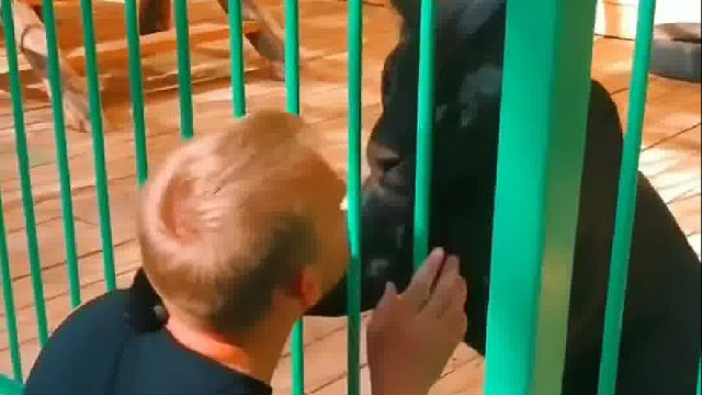 护林员考察时发现只奄奄一息的小幼崽，于是他把它养大了