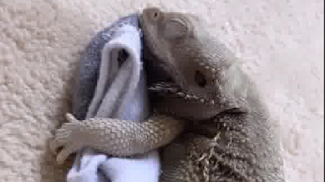 小蜥蜴奇奇怪怪的癖好：喜欢搂着袜子睡觉