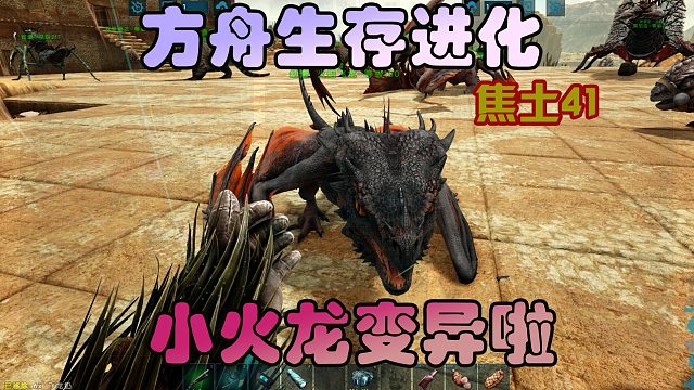 方舟生存进化焦土41小飞龙变异，幸福来得太快了