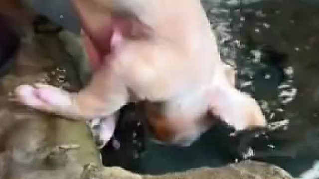 大蛇的死亡缠绕！不是说只吃活物吗？