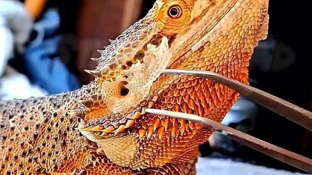 给小蜥蜴撕皮的过程十分解压，整个过程十分高能
