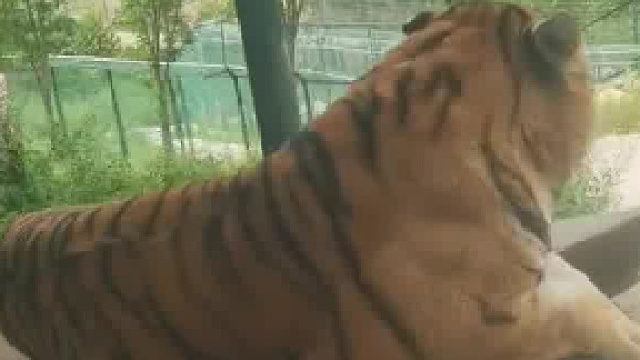 给它一个大逼斗，让它知道社会的险恶