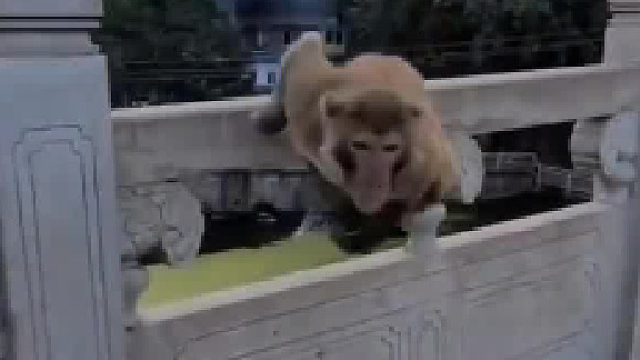 你这不是欺负猴吗？小心挠你一脸