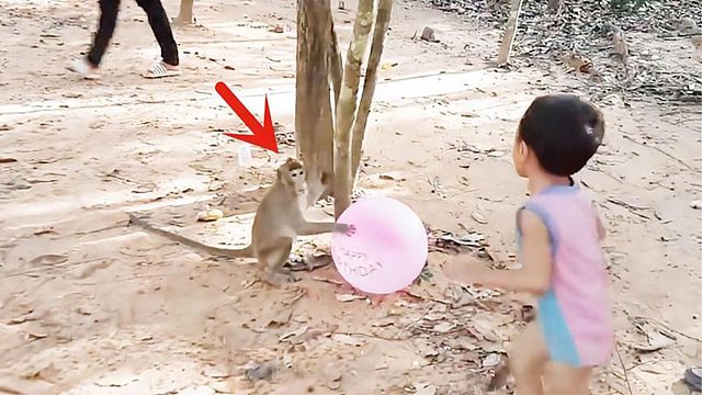 猴子抢走了女孩的气球，正暗自高兴时，意外的事情发生了