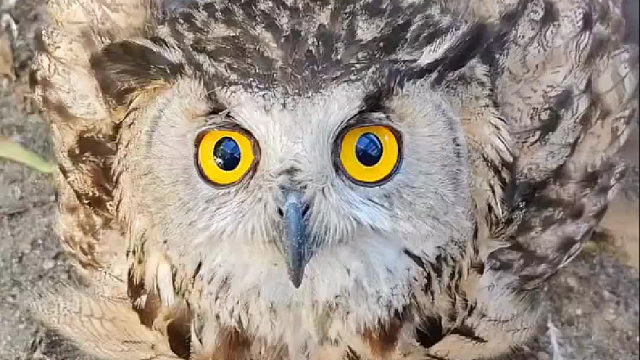 被救治的猫头鹰赖着不走