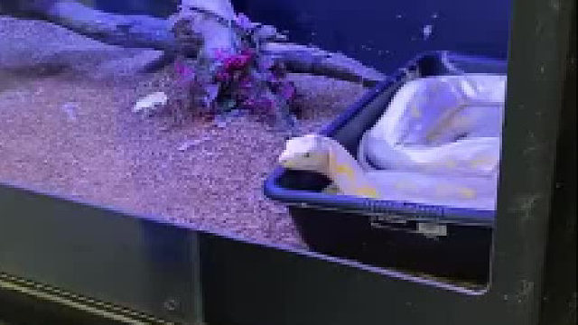 蟒蛇：感谢主人的恩赐